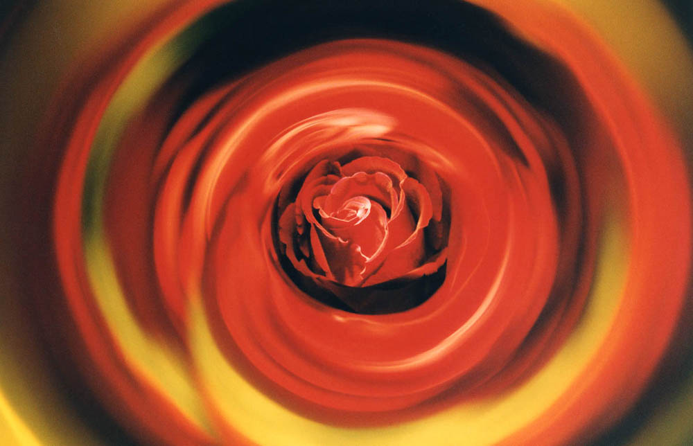 фото "Mystical Rose" метки: абстракция, макро и крупный план, 