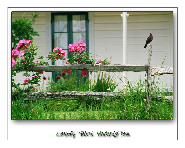 photo "Lonely Bird Watching You" tags: landscape, nature, wild animals