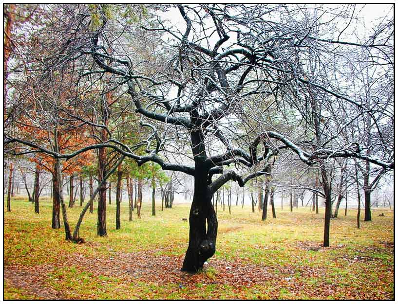 photo "Untitled photo" tags: landscape, forest, winter