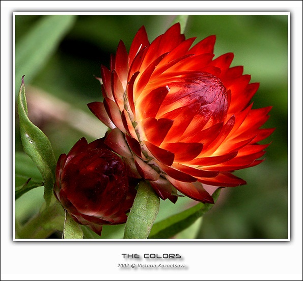 photo "The colors" tags: macro and close-up, nature, flowers