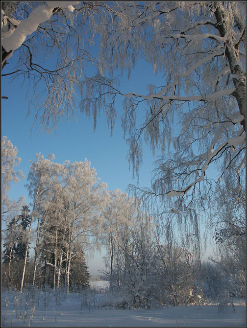 photo "Forest in winter-5" tags: landscape, forest, winter