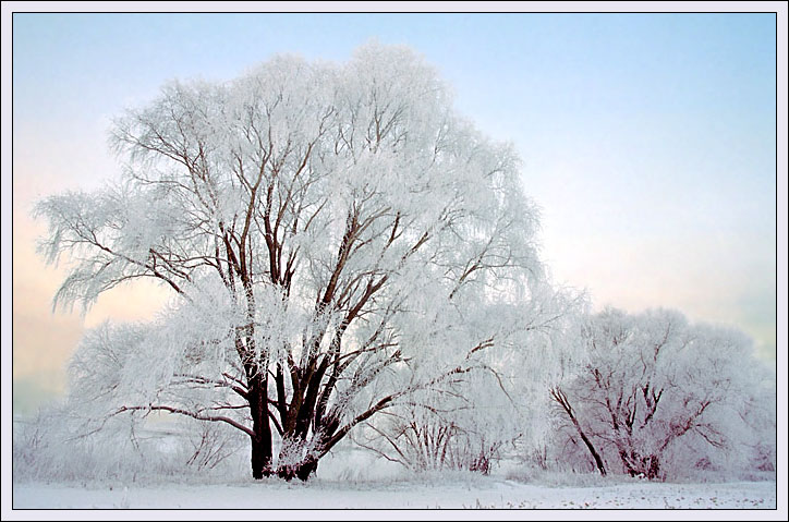 photo "Frost morning" tags: landscape, winter