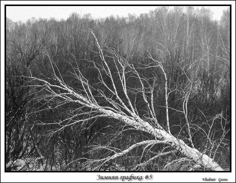 photo "Winter graphics #5" tags: landscape, winter