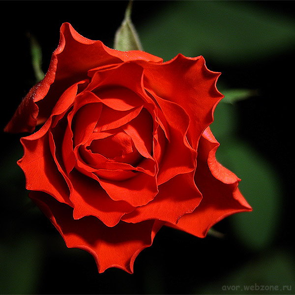 фото "Последняя роза" метки: природа, макро и крупный план, цветы