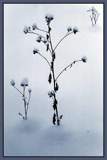 photo "Winter hieroglyphs" tags: still life, 