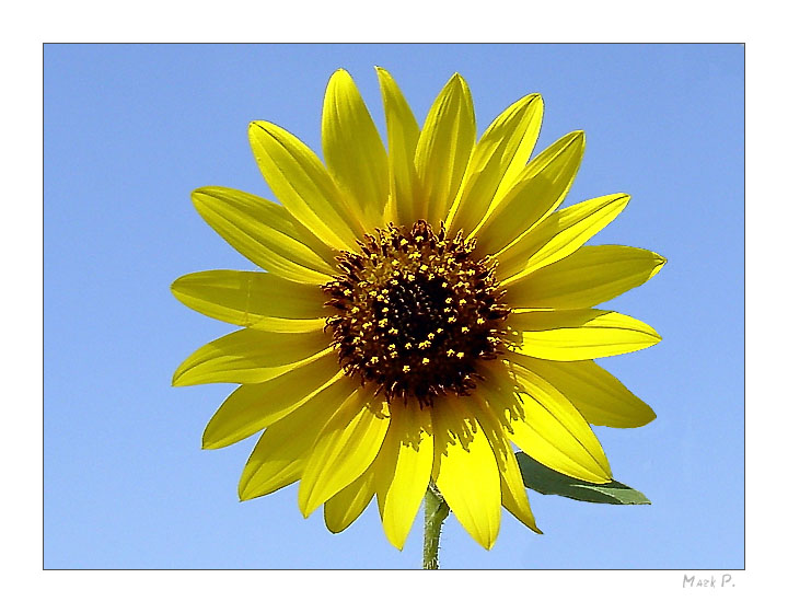 фото "Цветок солнца" метки: природа, макро и крупный план, цветы