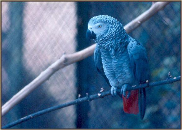 photo "" Blue bird"" tags: nature, pets/farm animals