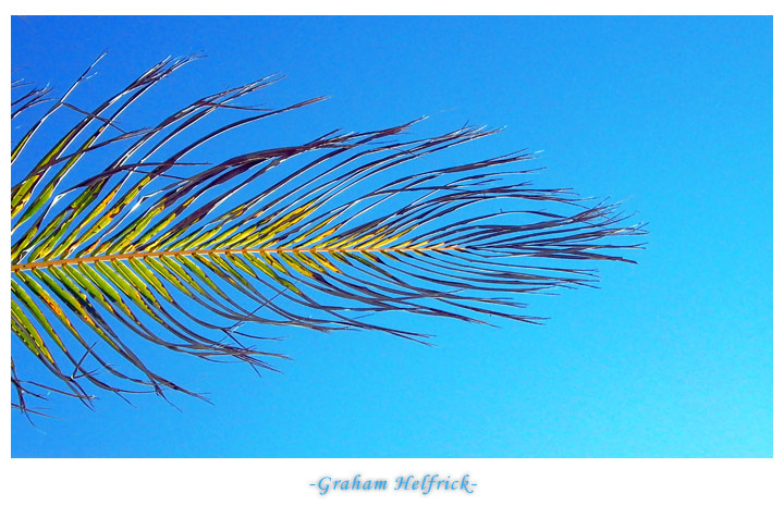 photo "Green Feather" tags: travel, South America