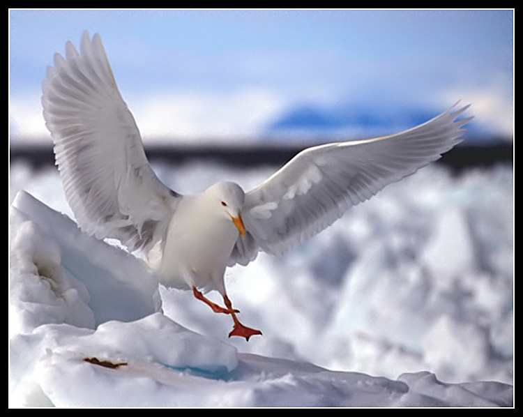 photo "Arctic Dance" tags: nature, wild animals