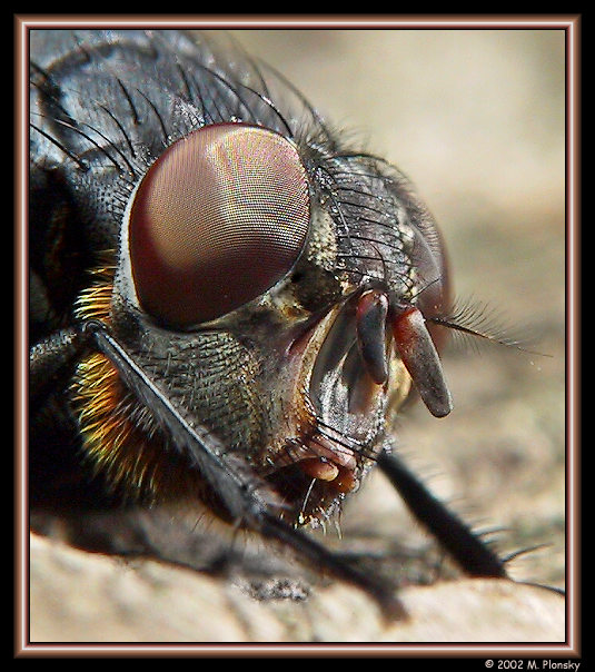 photo "Fly Face" tags: nature, macro and close-up, insect