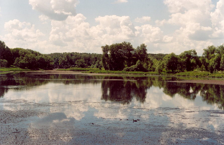 photo "Life of an imperial pond" tags: nature, landscape, summer