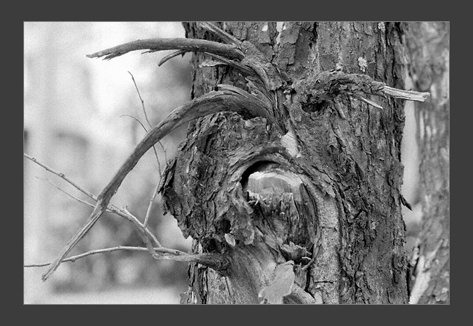 photo "Woody creature" tags: nature, humor, 