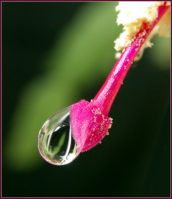 photo "A drop of water..." tags: macro and close-up, nature, 