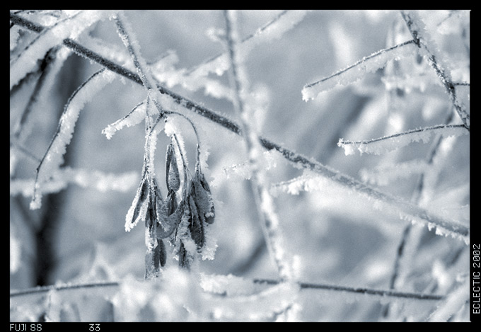 photo "Have frozen" tags: nature, flowers
