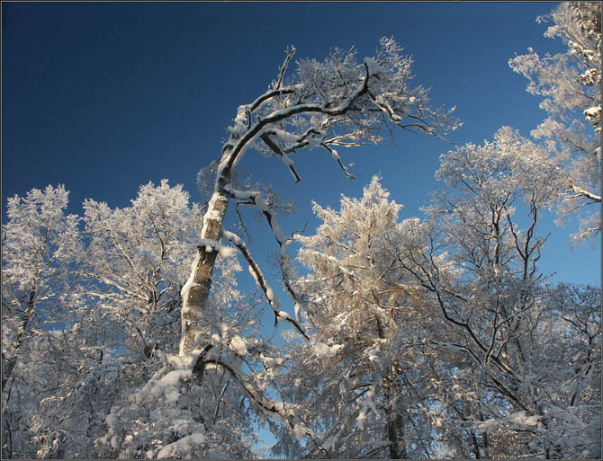 photo "Forest in winter-6 (Tarantelle)" tags: landscape, forest, winter