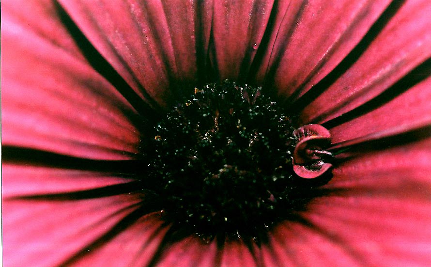 фото ""From the bottom of my heart"" метки: природа, цветы
