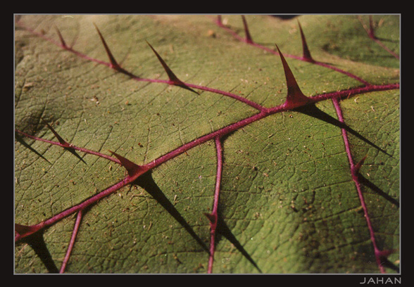 photo "Thorns" tags: nature, misc., flowers