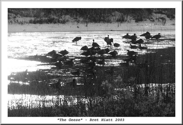 фото ""The Geese"" метки: черно-белые, природа, дикие животные