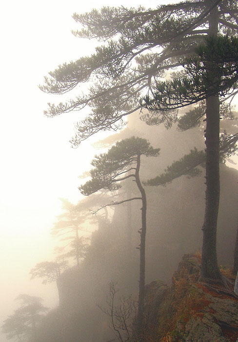 photo "Misty pines" tags: travel, landscape, Asia, mountains