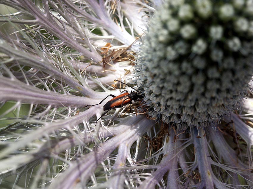 photo "sugar thons" tags: nature, insect