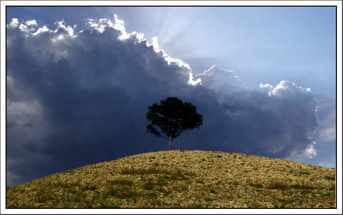 фото "Tree" метки: природа, 