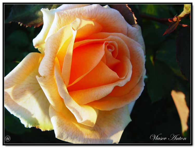 фото "роза" метки: природа, пейзаж, лето, цветы