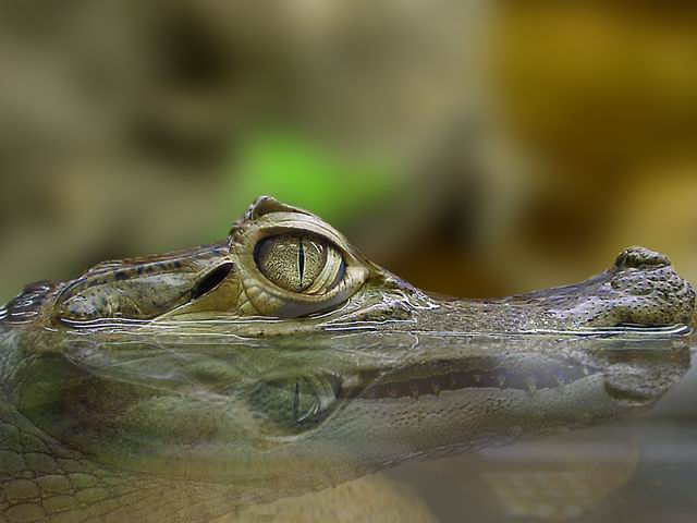 photo "I such kind today! :)" tags: macro and close-up, nature, pets/farm animals