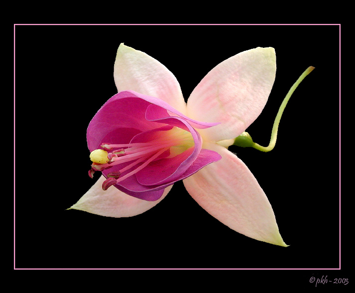 photo "Pink Fuchsia" tags: nature, flowers