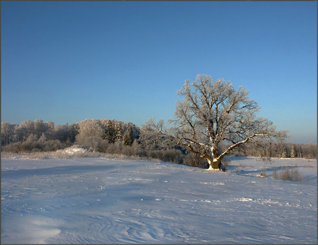 photo "Under the blue sky..." tags: landscape, forest, winter