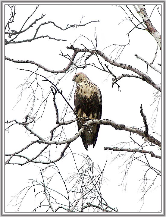 photo "The loneliness #2" tags: nature, wild animals