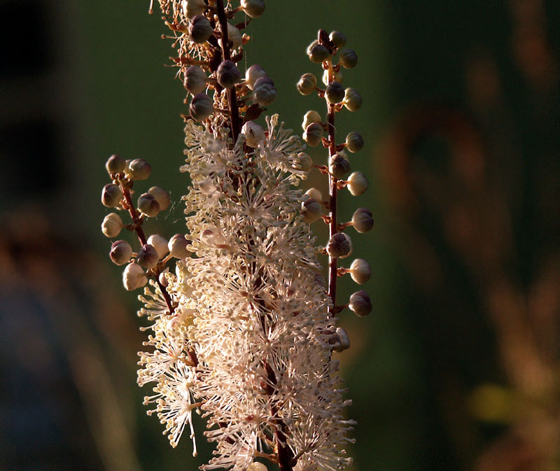 photo "tiarella" tags: nature, flowers