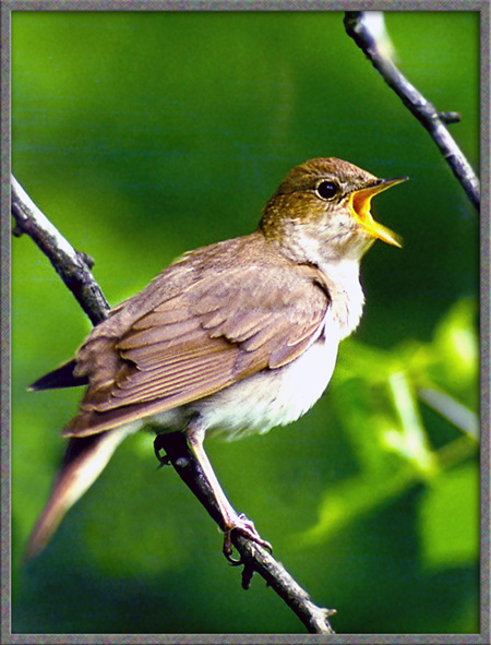 фото "Nightingale" метки: разное, 