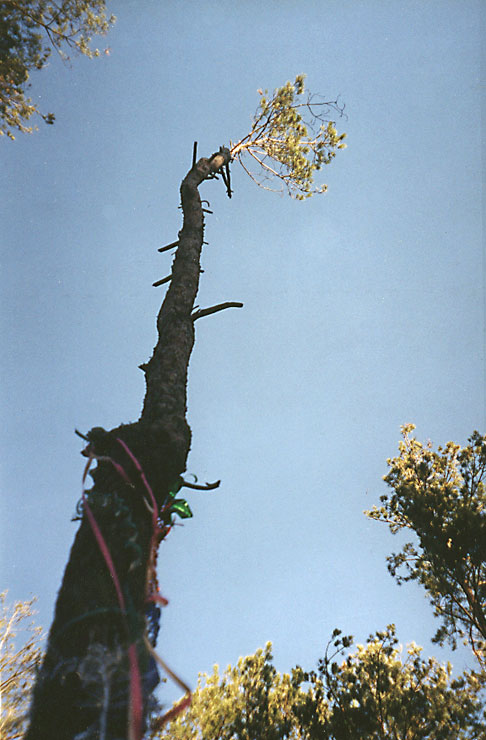 photo "New year`s tree" tags: landscape, abstract, forest