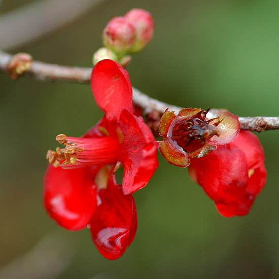 photo "Flower Nє 11" tags: nature, flowers