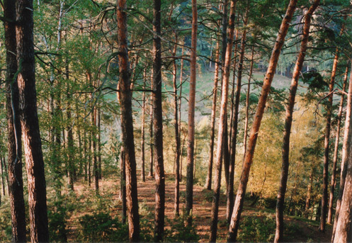 фото "Без названия" метки: пейзаж, лес