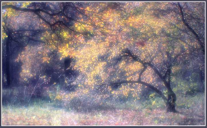 photo "Bright color on a marge of a wood" tags: landscape, forest