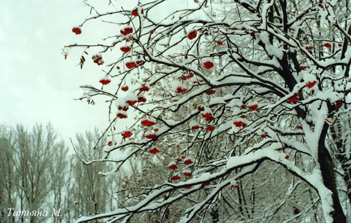 photo "Winter garden" tags: landscape, winter