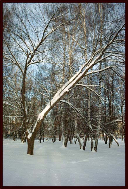 фото "деревья в снегу" метки: пейзаж, природа, зима