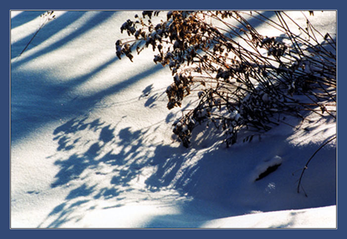 photo "Winter Shadows" tags: misc., 