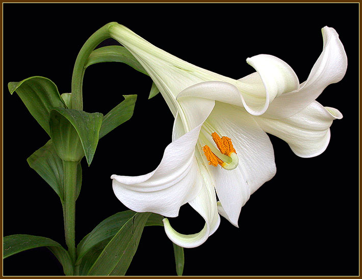фото "Lily in meditation" метки: природа, цветы