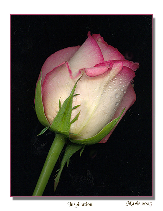 photo "Inspiration" tags: montage, nature, flowers