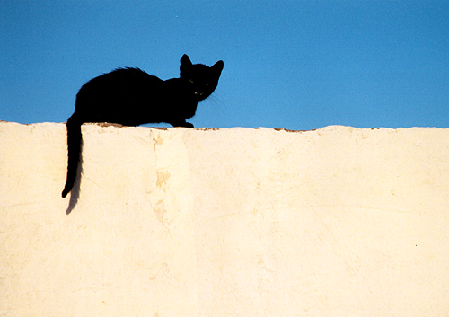 photo "Cairo.The cat on the scorching wall." tags: misc., 