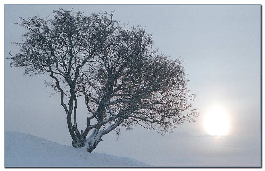 photo "Winter" tags: landscape, forest, winter