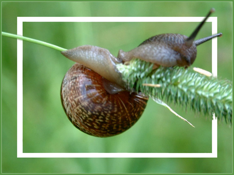 фото "A snail on a stem" метки: разное, природа, насекомое