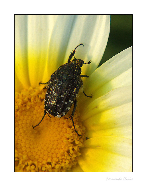 photo "Lunch time" tags: nature, insect