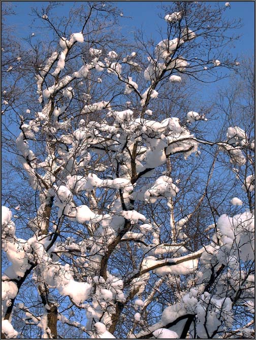 photo "Forest in the winter-7" tags: landscape, forest, winter