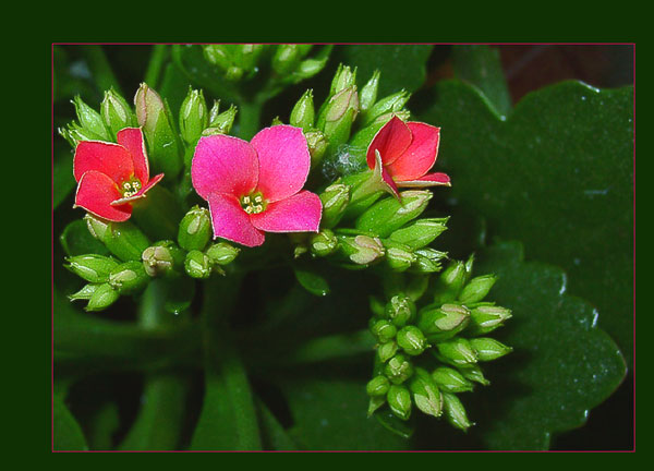 photo "Calanchoe" tags: nature, macro and close-up, flowers