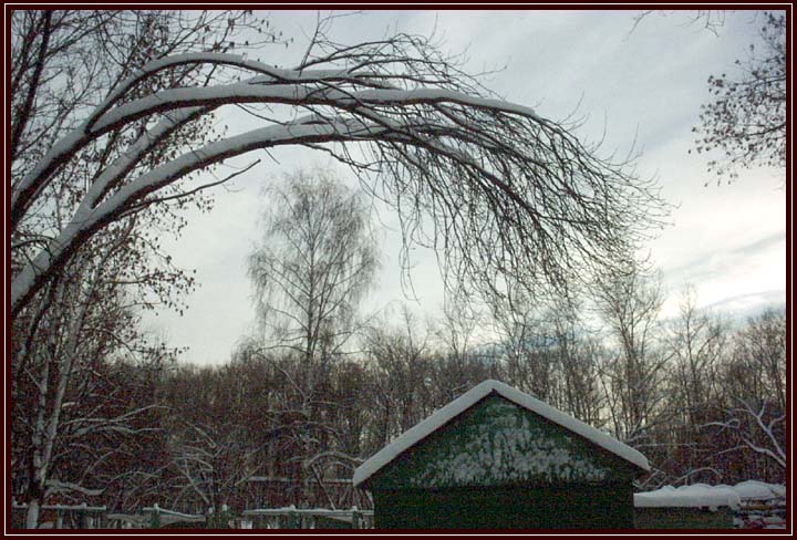 photo "too sad photo" tags: landscape, forest, winter