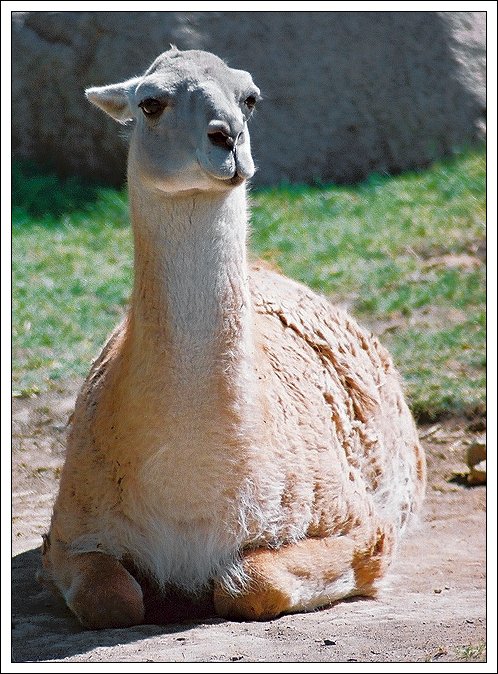 photo "Overseas beauty. Guanaco" tags: nature, portrait, pets/farm animals