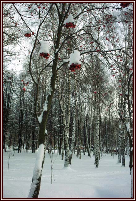 photo "white on red" tags: landscape, forest, winter